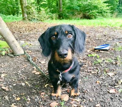 Dackel Franz half bei der Spurensuche