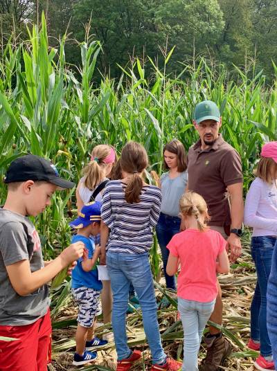 So sieht es aus, wenn Wildschwein ein Maisfeld "bearbeiten".